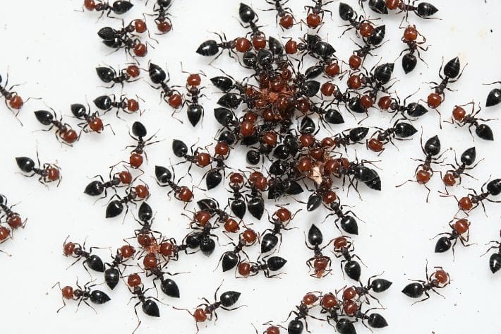 ants-6367022_1280